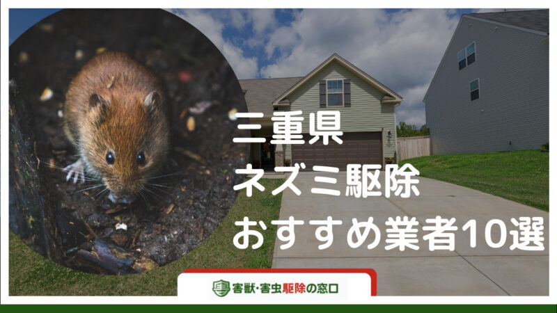 【最新版】安心・安全なネズミ駆除！三重県のおすすめ駆除業者10選