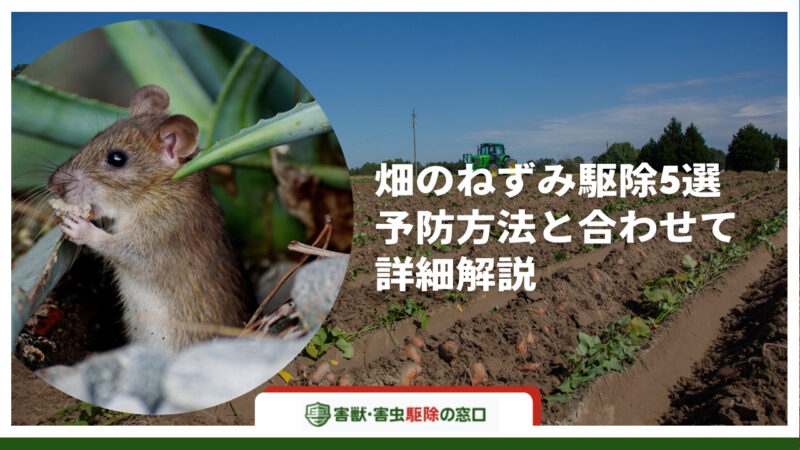 【プロ仕様】畑のネズミ駆除5選-予防方法と合わせて詳細解説-