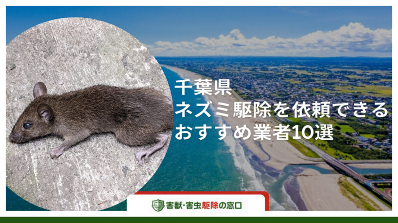 【最新版】千葉県でネズミ駆除ができるおすすめ業者10選-後悔しない業者の選び方は？-