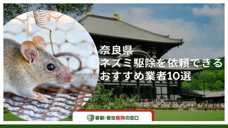 【最新版】奈良県でネズミ駆除を依頼したいおすすめ業者10選-注意点と予防策も紹介-