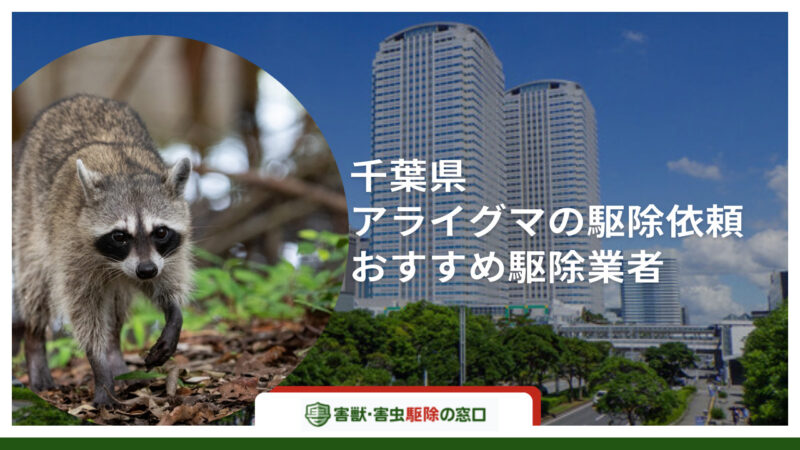 【最新版】千葉県でアライグマ駆除ができるおすすめ10社比較-個人でできる対処法は？-