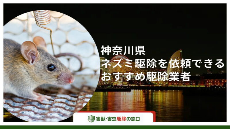 【最新版】神奈川でネズミ駆除が依頼できるおすすめ10社-メリットから注意点まで解説-
