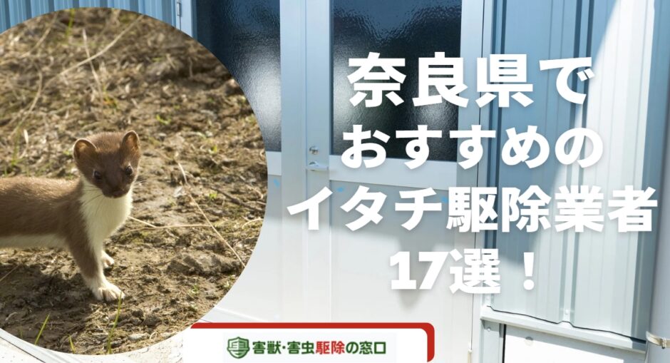 【2023年12月】奈良県でおすすめのイタチ駆除業者17選！イタチの被害や業者に依頼するメリットなどを紹介