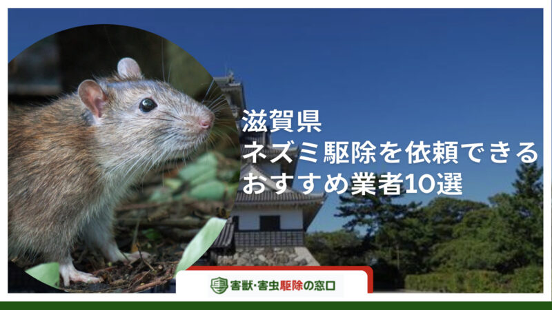 【最新版】滋賀県でネズミ駆除が可能な駆除業者10選-被害内容と業者の選び方まで解説-