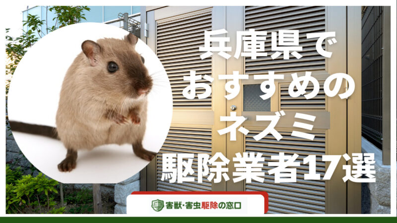 兵庫県でネズミを駆除したい...！17の駆除業社を比較して分かった本当におすすめできる業社とは？