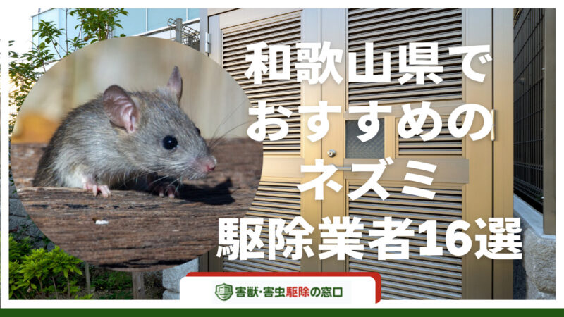 【最新版】和歌山県でおすすめのネズミ駆除業者16社！業者の選び方や注意点などを紹介
