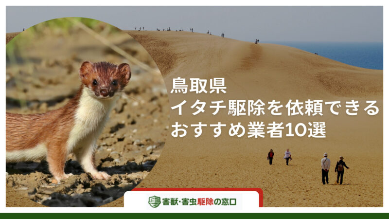 鳥取でイタチ駆除が可能なおすすめ駆除業者10選！料金相場と予防策を解説
