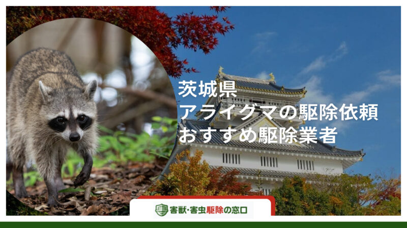 茨城県でアライグマ駆除ができるおすすめ害獣駆除業者10社徹底比較