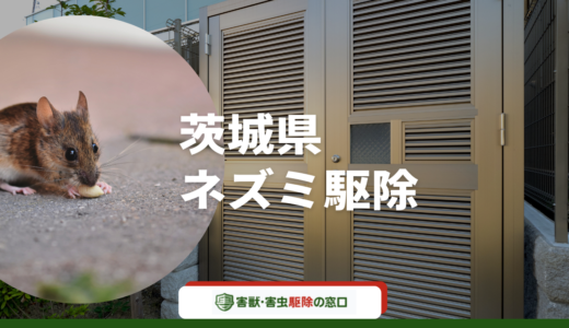 茨城県のおすすめネズミ駆除業者15社を一挙公開！依頼のメリットや注意点も解説