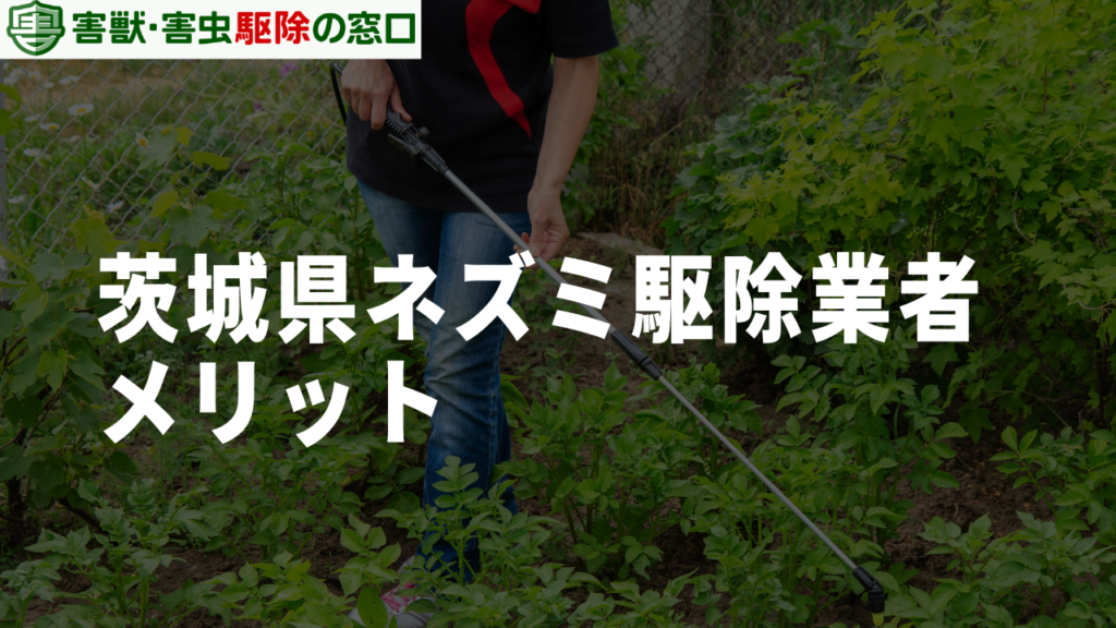 茨城県でネズミ駆除を業者にお願いする3つのメリット