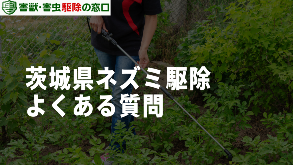 茨城県のネズミ駆除に関する4つのよくある質問