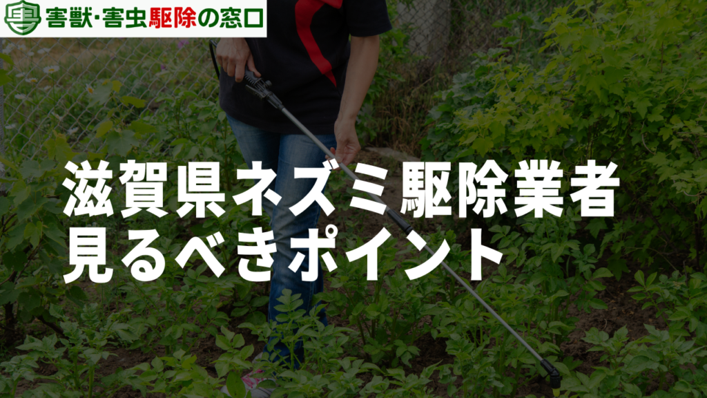 滋賀県のネズミ駆除業者選びで失敗しないために見るべきポイント