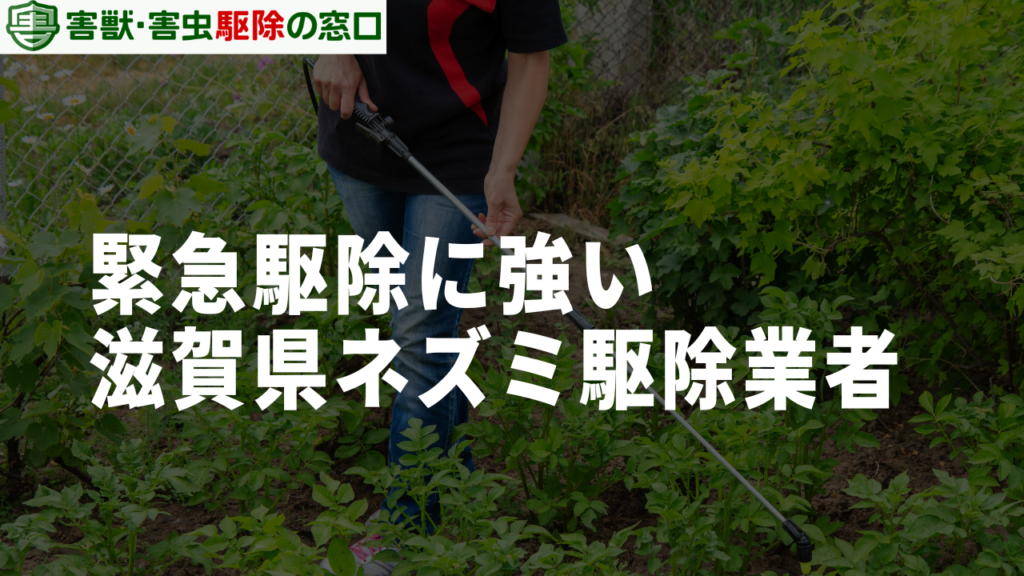 緊急駆除に強い滋賀県のネズミ駆除業者3選