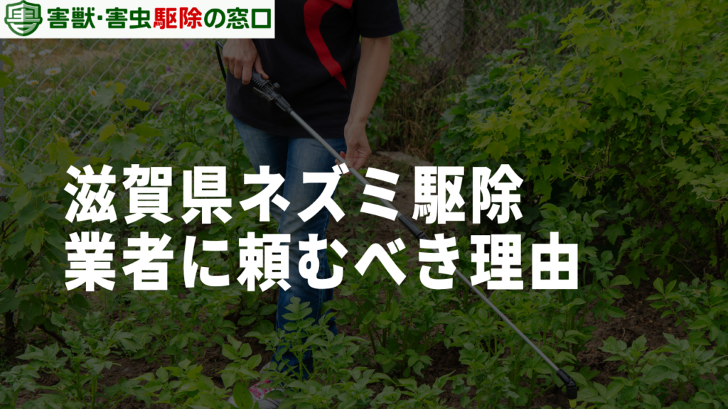 滋賀県のネズミ駆除をプロに頼むべき理由